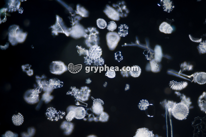 Radiolaires x10 - gryphea.org